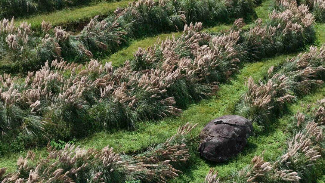 秋日限定浪漫 布尼梯田蒲苇盛放